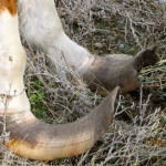 Hoover's Feet at Rescue