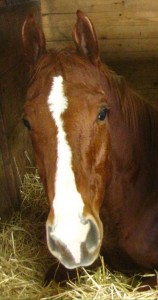 hooverface4inch-158x300