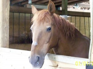 Chance in his stall