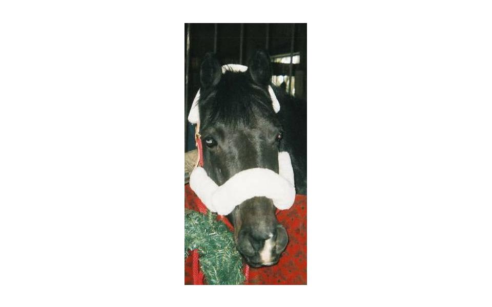 Equamore Horse Chaps in the Holiday Spirit!