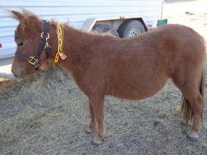 One of the miniature horses to be auctioned