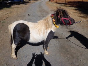 One of the miniature horses to be auctioned