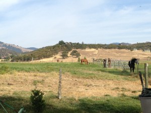 Horses grazing at Equamore Sanctuary