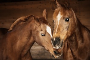 Psst. . . They're having a party. Let the others know, but keep it quiet, They think it's a secret.