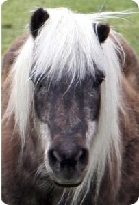 Dapples: "Will you be my friend?"