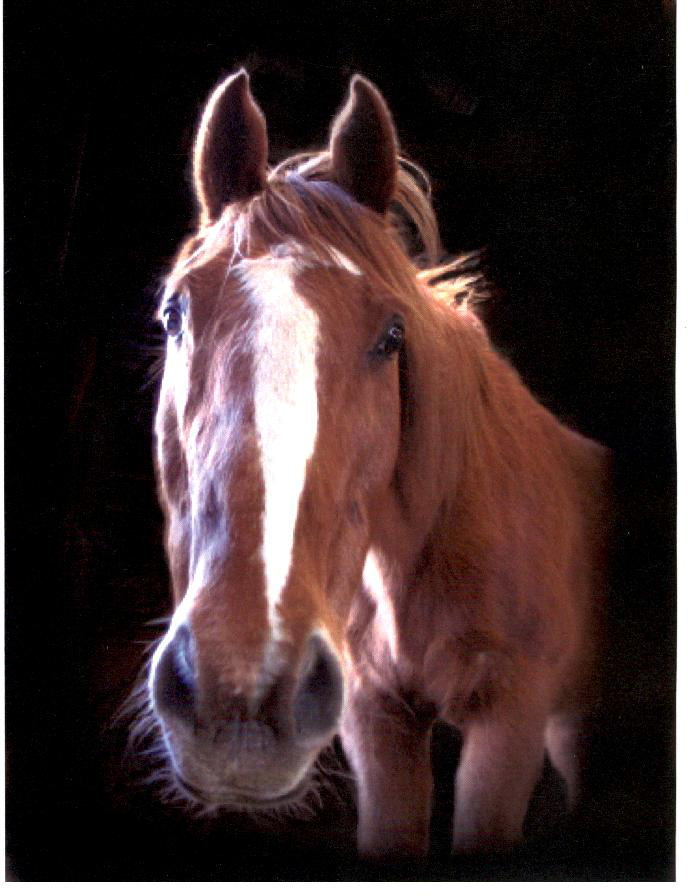 Bryant Strong and Honorable Color