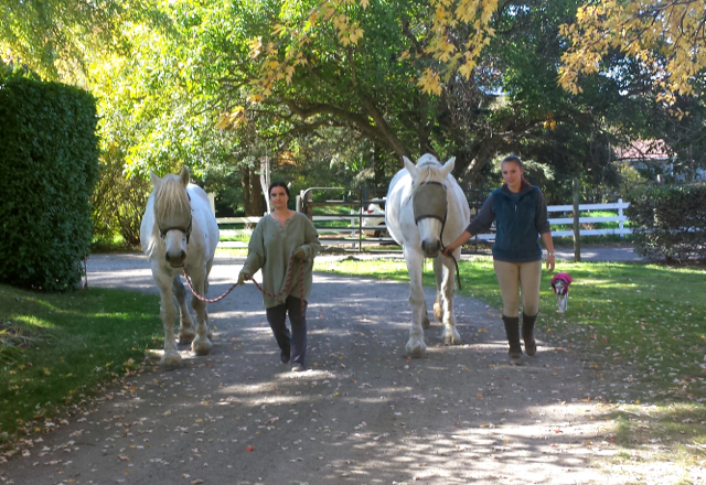     Volunteers Abbey Paiken and Rinchen Thomas lead Diamond and Flint from the fields to their side-by-side paddocks. These two very connected Percherons are in need of knowledgeable care takers willing to give them further training and a forever home together.