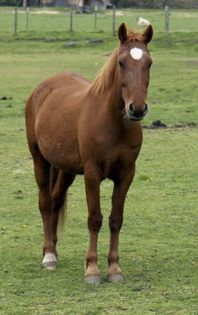 General U. C. Davis: Ever alert, guarding his ponies.