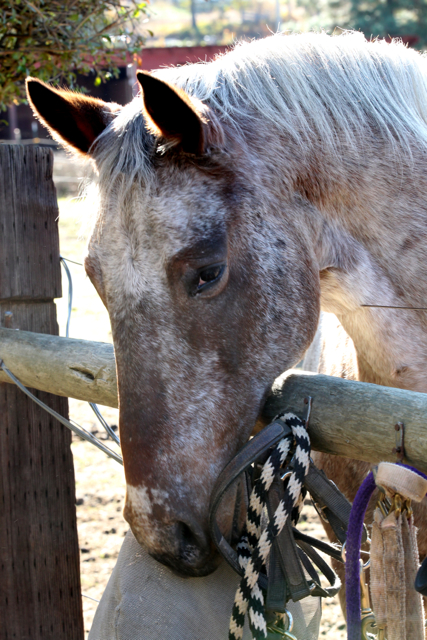Gizmo: Good Fences Make Good Neighbors