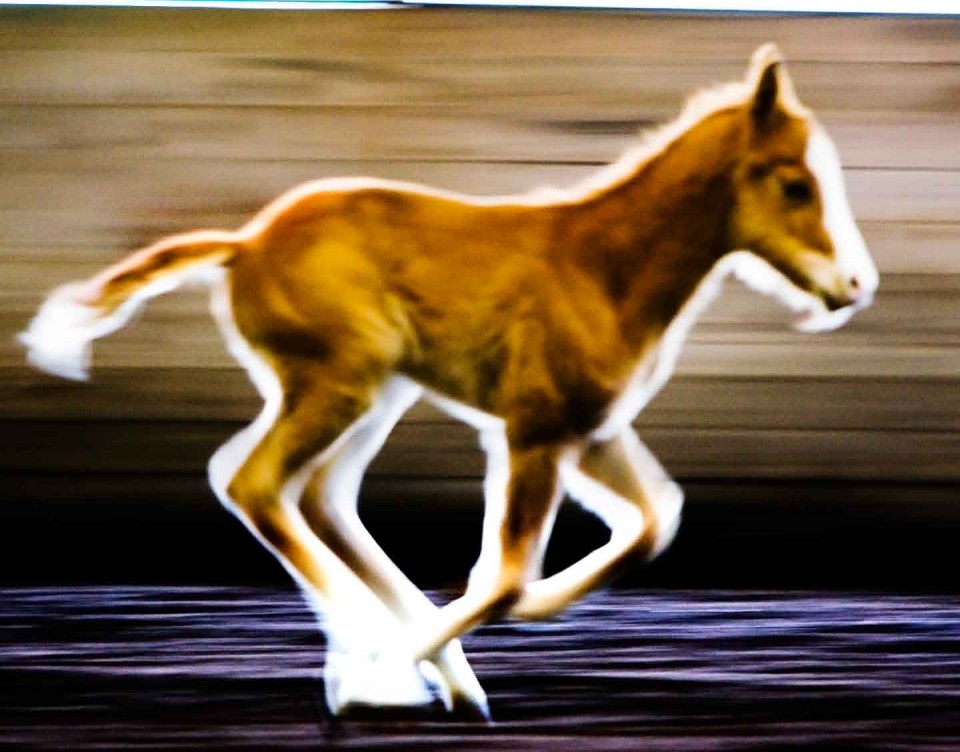 Morey: Born with a need for speed.