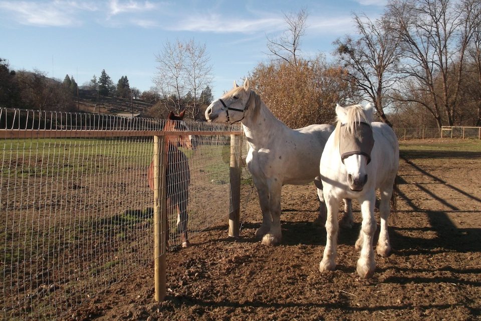 Flint and Diamond dwarf a regularly sized horse.