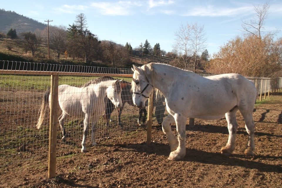 Flint introduces himself to Toiy.