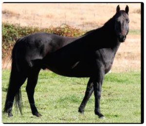 Please help others like Thor who say,"Please fence me In."