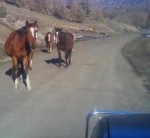 Abandoned horses dangerously close to traffic on an Oregon road.